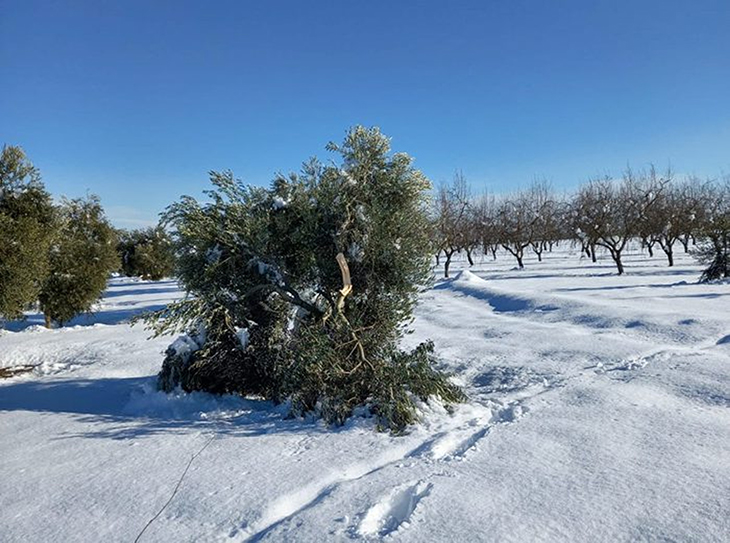 Pagesos del Segrià i les Garrigues exigeixen cobrar els ajuts pels danys a l'olivera causats pel Filomena