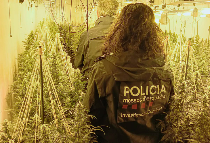 Ingressen a presó 7 dels 20 detinguts en l'operació dels Mossos contra el tràfic de marihuana a Ponent 