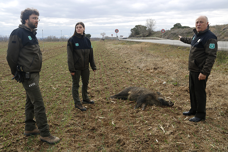 Prova pilot dels Agents Rurals a Lleida per reduir els accidents de trànsit per atropellament de fauna salvatge