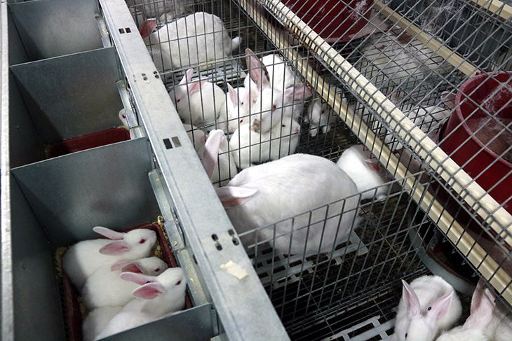 L'augment dels costos de producció ofega encara més el sector del conill, molt tocat ja per les baixes cotitzacions