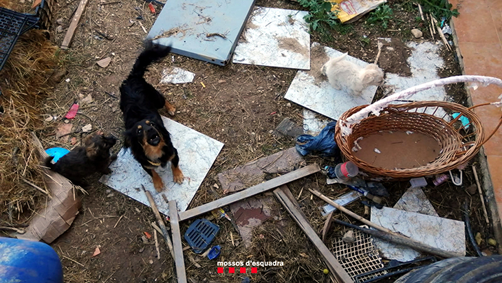 Denuncien una jove per tenir gossos en mal estat i sense alimentació en una casa de Vila-sana