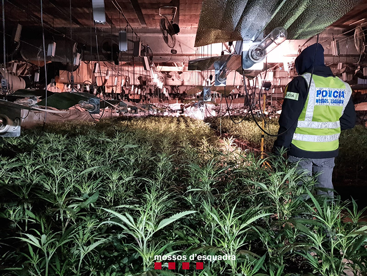 Els Mossos desmantellen un cultiu de més de 3.700 plantes de marihuana dins d'una nau a Castellserà