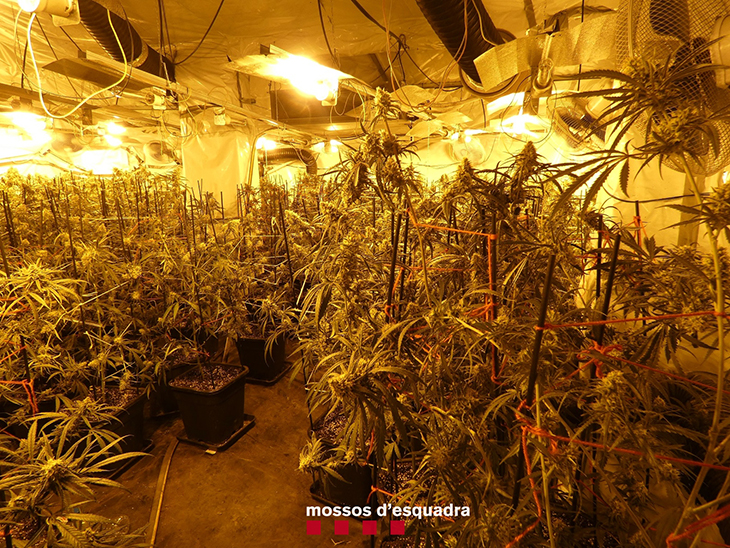 Desmantellen un cultiu amb més de 200 plantes de marihuana en una casa de Bovera i en detenen al responsable