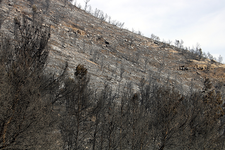 El Segrià Sec reclama polítiques actives de gestió forestal per evitar que els incendis "devastin" el territori