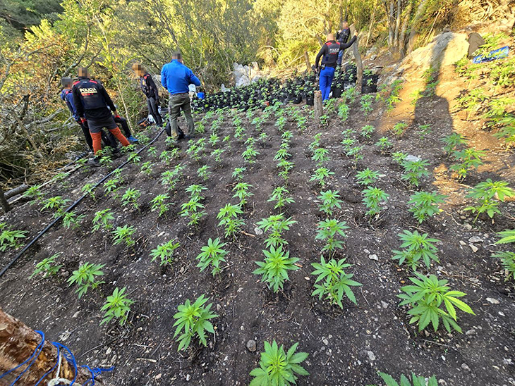 Els Mossos desmantellen dues plantacions de marihuana amb 4.900 plantes a les Muntanyes de Prades