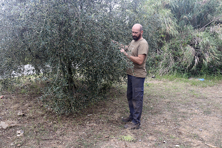 Un pagès de Vilallonga del Camp, impotent perquè li prenen 200 quilos d'olives la nit abans de collir-les