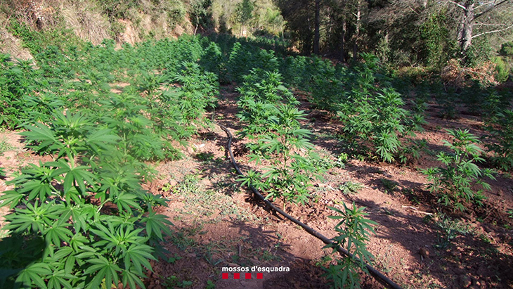 Desmantellada una plantació de marihuana en una zona boscosa del Pont d'Armentera