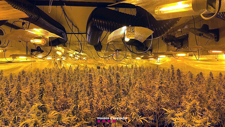 Els Mossos intervenen prop de 1.300 plantes de marihuana a l'interior d'una casa d'Alcover