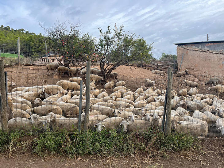 Recuperen l'antic camí ramader de Santa Coloma de Queralt a Cunit convertit en ruta turística
