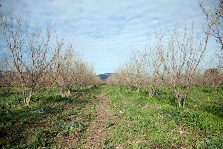 La nevada de dilluns beneficia els cultius llenyosos del Camp de Tarragona i afecta els sembrats més joves i l'horta