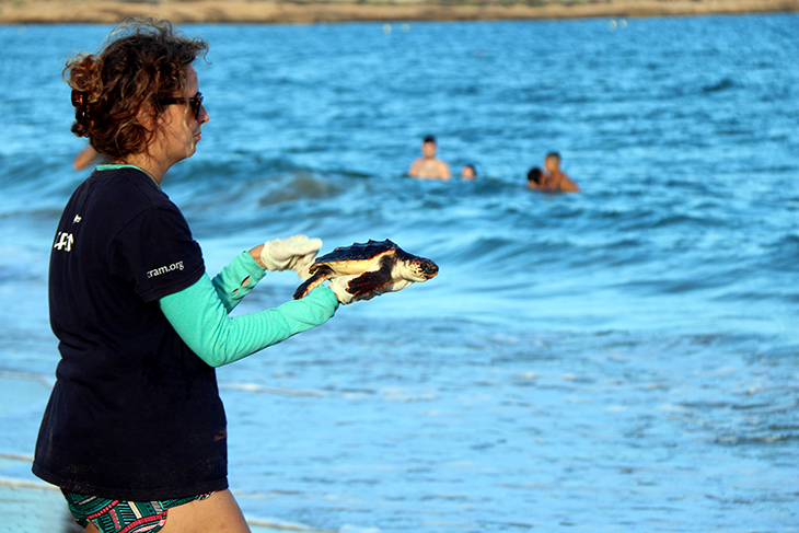 tortugues platja miracle
