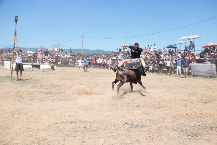 El Morell i Miami Platja mantenen els únics espectacles taurins al Camp de Tarragona enmig del debat animalista