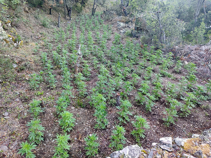 A presó tres homes acusats de cultivar més de 10.000 plantes de marihuana en una zona boscosa de Prades