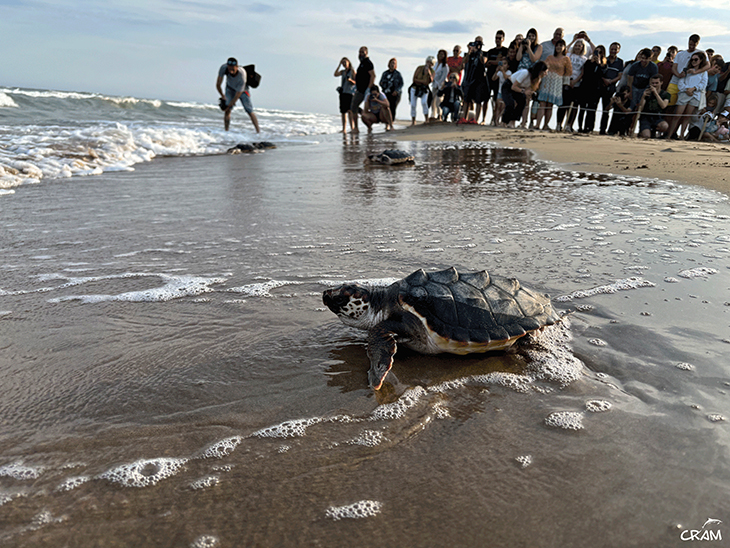 Alliberen 28 tortugues marines al delta de l'Ebre, nascudes l'estiu passat als nius d'aquest paratge