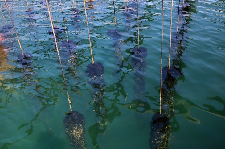 Els productors de musclos del delta de l'Ebre calculen que la calor ha matat entre un 80 i 90% de la cria