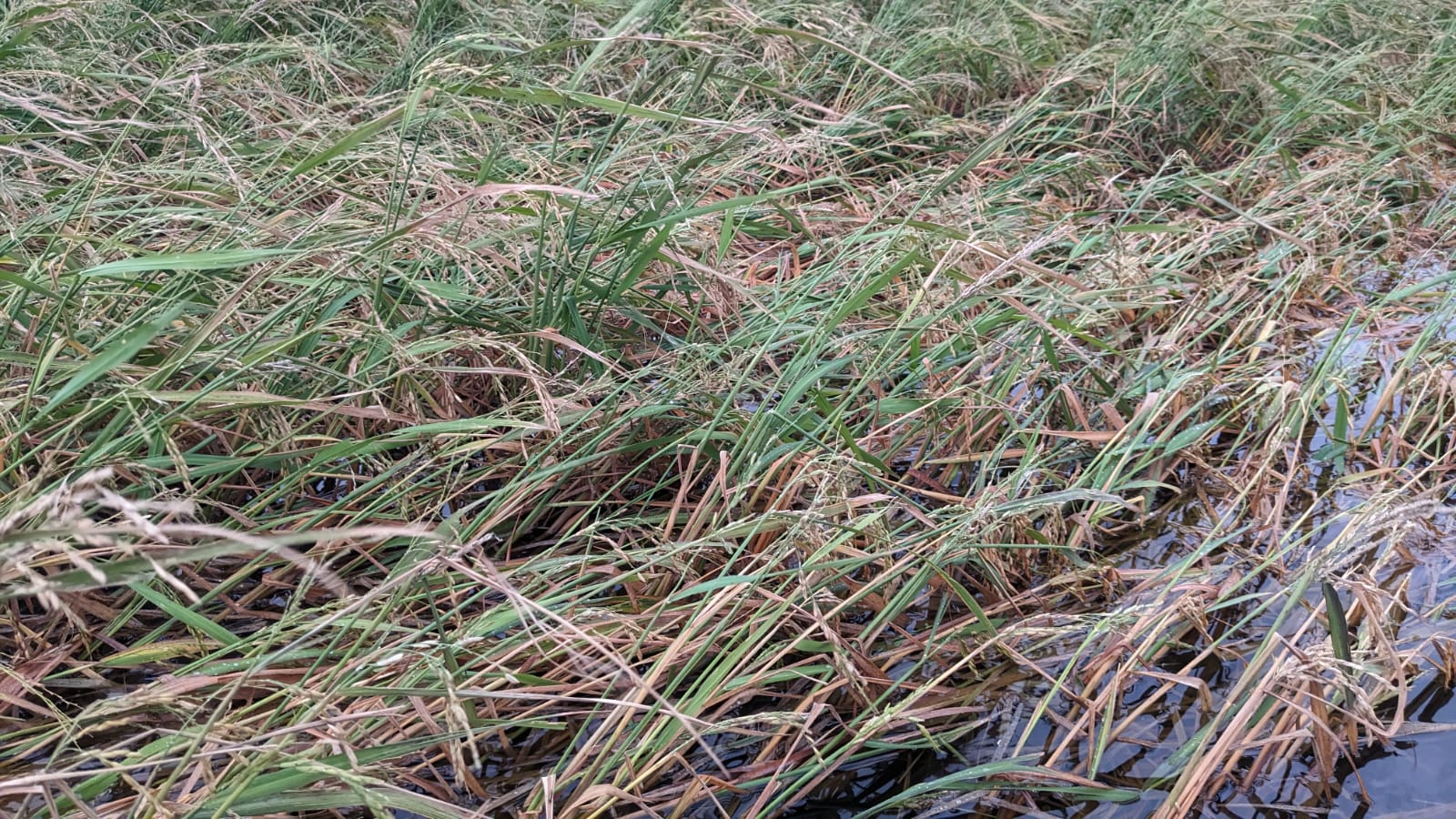 Les pedregades al delta de l'Ebre causen pèrdues del 50% a la collita d'arròs