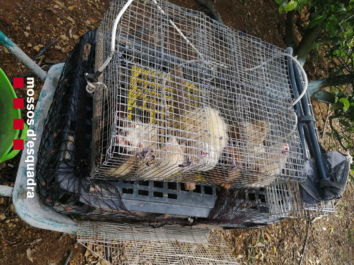 Denuncien dos furtius caçant conills amb fures en una zona boscosa de Roquetes