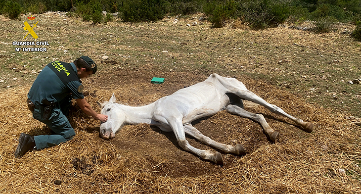 Investiguen un veí de Roquetes per deixar agonitzar un cavall i cuidar deficientment la resta de la cavallada