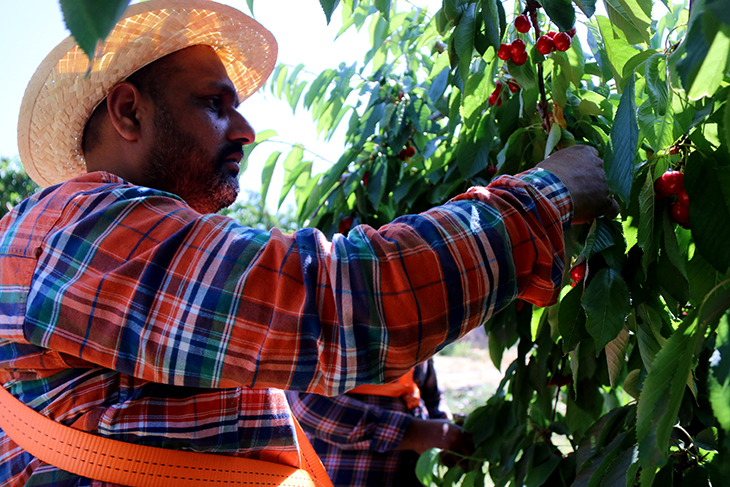 La Ribera d'Ebre produirà 25.000 tones de fruita de pinyol i millorarà les xifres de l'any passat