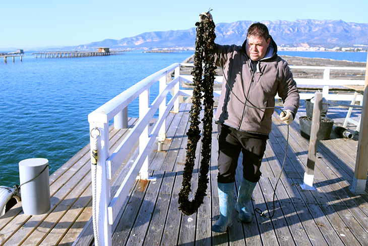 Els productors de musclos del delta de l'Ebre assagen l'ús de cria procedent de piscifactories de l'Ametlla de Mar
