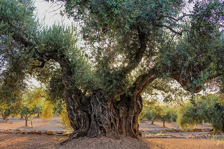 Les 48 oliveres mil·lenàries rescatades de vivers pel Govern es replantaran al seu lloc d'origen abans de final d'any